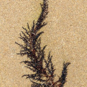 Andrium - Portrait d'une Algue échouée, sur la plage de Port-Bail sur Mer en Normandie