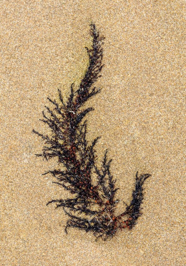 Andrium - Portrait d'une Algue échouée, sur la plage de Port-Bail sur Mer en Normandie