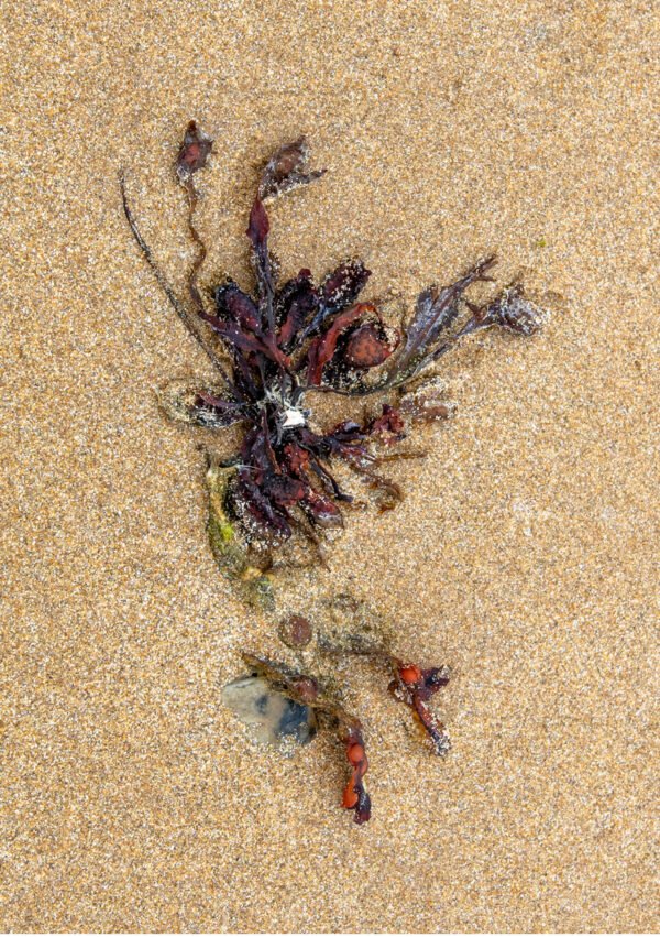 Tamar - Portrait d'une Algue échouée, sur la plage de Port-Bail sur Mer en Normandie
