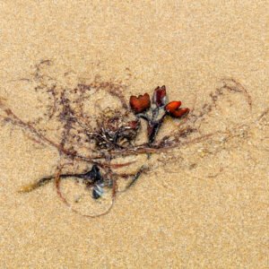 Roenber - Portrait d'une Algue échouée sur la plage de Port-Bail sur Mer en Normandie