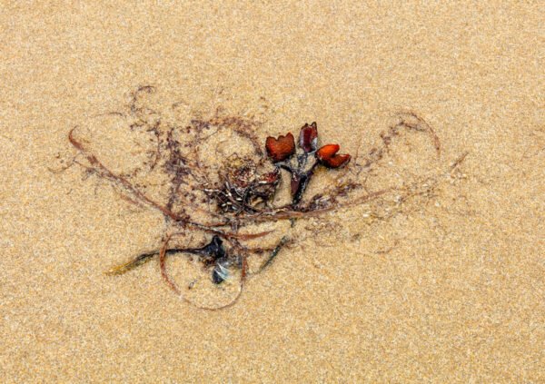 Roenber Roenber - Portrait d'une Algue échouée sur la plage de Port-Bail sur Mer en Normandie