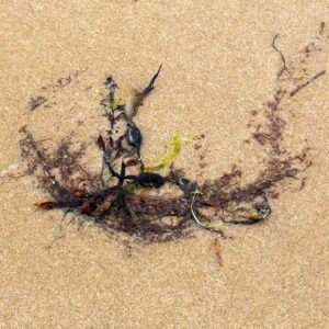 Dymus - Portrait d'une Algue échouée, sur la plage de Port-Bail sur Mer en Normandie