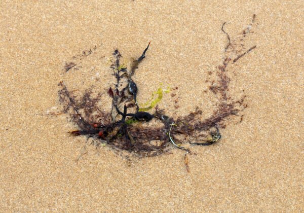 Dymus Dymus - Portrait d'une Algue échouée, sur la plage de Port-Bail sur Mer en Normandie