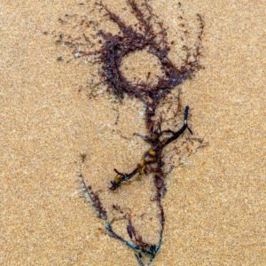 Ramecium - Portrait d'une Algue échouée, sur la plage de Port-Bail sur Mer en Normandie