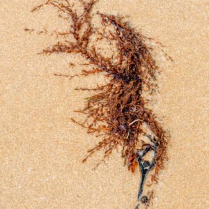 Coneis - Portrait d'une Algue échouée, sur la plage de Port-Bail sur Mer en Normandie