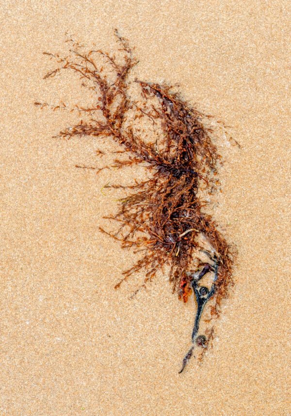 Coneis - Portrait d'une Algue échouée, sur la plage de Port-Bail sur Mer en Normandie