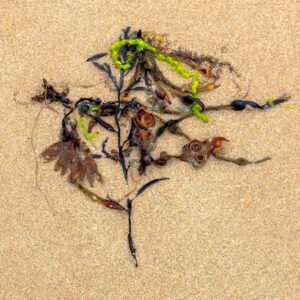 Weiss - Portrait d'une Algue échouée, sur la plage de Port-Bail sur Mer en Normandie