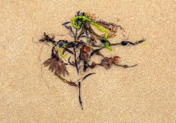 Weiss Weiss - Portrait d'une Algue échouée, sur la plage de Port-Bail sur Mer en Normandie