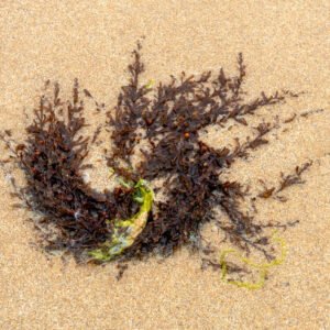 Flogi - Portrait d'une Algue échouée, sur la plage de Port-Bail sur Mer en Normandie