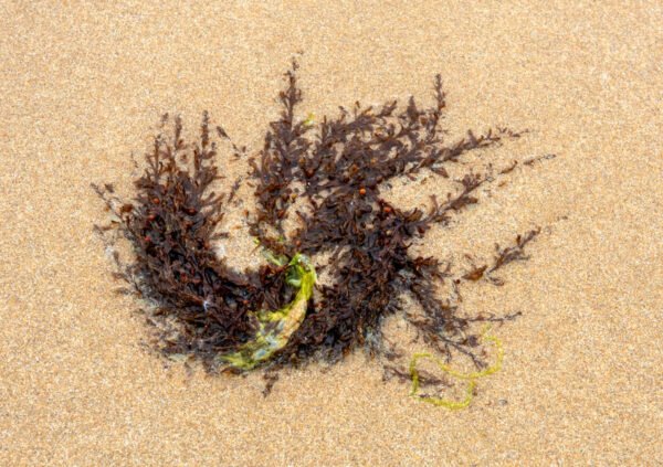 Flogi - Portrait d'une Algue échouée, sur la plage de Port-Bail sur Mer en Normandie