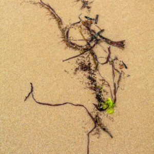 Phenia - Portrait d'une Algue échouée, sur la plage de Port-Bail sur Mer en Normandie