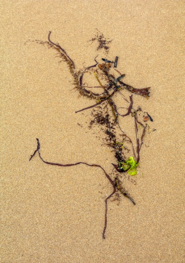 Phenia - Portrait d'une Algue échouée, sur la plage de Port-Bail sur Mer en Normandie