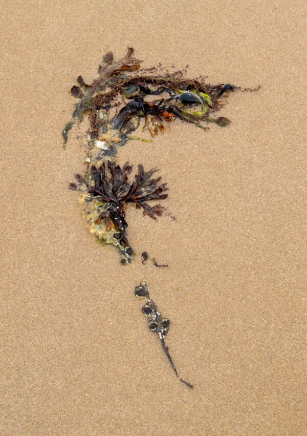 Glena - Portrait d'une Algue échouée, sur la plage de Port-Bail sur Mer en Normandie