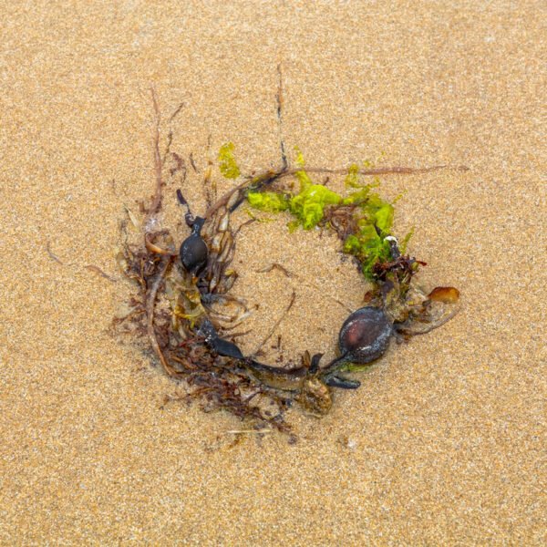 Riopsis - Portrait d'une Algue échouée, sur la plage de Port-Bail sur Mer en Normandie