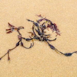 Kerguel - Portrait d'une Algue échouée, sur la plage de Port-Bail sur Mer en Normandie