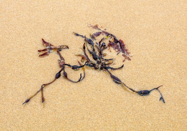 Kerguel - Portrait d'une Algue échouée, sur la plage de Port-Bail sur Mer en Normandie
