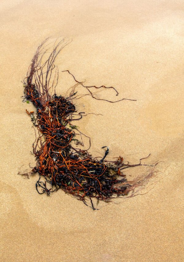 Bierdis - Portrait d'une Algue échouée sur la plage de Port-Bail sur Mer en Normandie