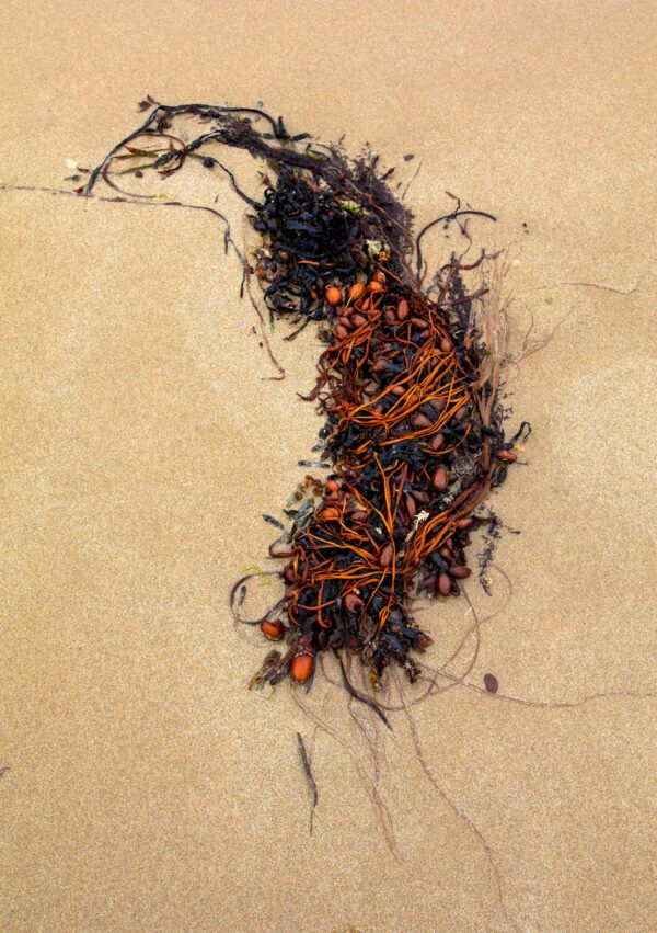 Gephy - Portrait d'une Algue échouée, sur la plage de Port-Bail sur Mer en Normandie