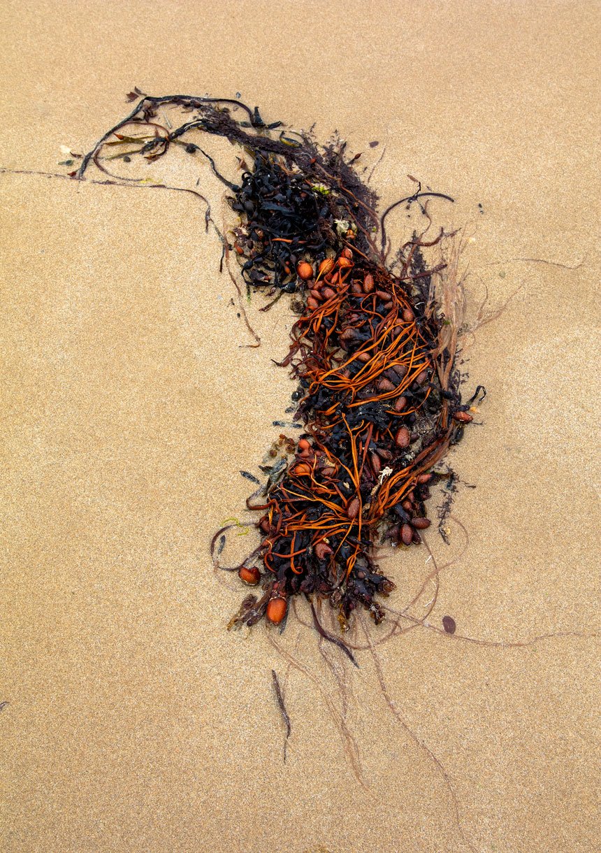 Portrait d'une Algue échouée, sur la plage de Port-Bail sur Mer en Normandie
