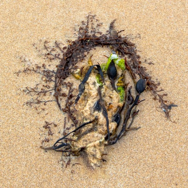 Rocapsa Portrait d'une Algue échouée, sur la plage de Port-Bail sur Mer en Normandie