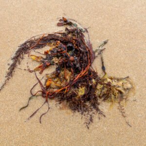 Ostrea - Portrait d'une Algue échouée, sur la plage de Port-Bail sur Mer en Normandie