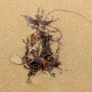 Lodinium - Portrait d'une Algue échouée, sur la plage de Port-Bail sur Mer en Normandie, dans le Cotentin