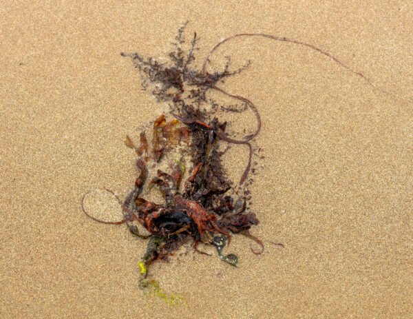 Lodinium - Portrait d'une Algue échouée, sur la plage de Port-Bail sur Mer en Normandie, dans le Cotentin