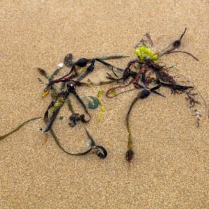 Muloïde - Portrait d'une Algue échouée, sur la plage de Port-Bail sur Mer en Normandie