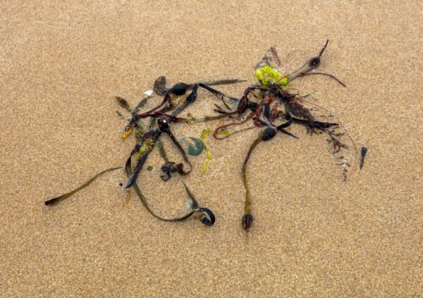 Muloïde Muloïde - Portrait d'une Algue échouée, sur la plage de Port-Bail sur Mer en Normandie
