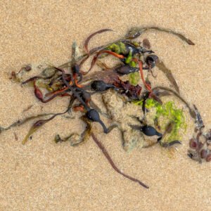 Tillans - Portrait d'une Algue échouée, sur la plage de Port-Bail sur Mer en Normandie