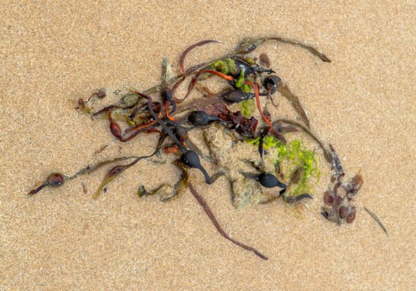 Tillans - Portrait d'une Algue échouée, sur la plage de Port-Bail sur Mer en Normandie