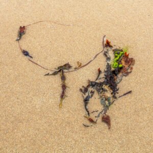 Chetti - Portrait d'une Algue échouée, sur la plage de Port-Bail sur Mer en Normandie