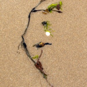 Nesium - Portrait d'une Algue échouée, sur la plage de Port-Bail sur Mer en Normandie