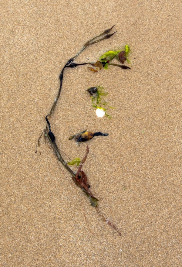 Nesium - Portrait d'une Algue échouée, sur la plage de Port-Bail sur Mer en Normandie