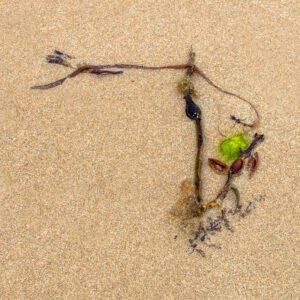 Triata - Portrait d'une Algue échouée, sur la plage de Port-Bail sur Mer en Normandie