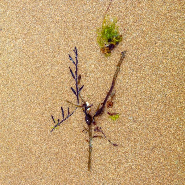 Tischia - Portrait d'une Algue échouée, sur la plage de Port-Bail sur Mer en Normandie