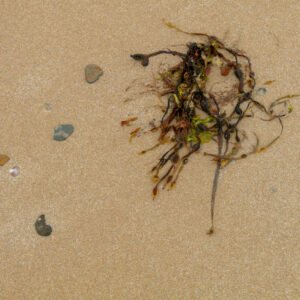 Tatum - Portrait d'une Algue échouée, sur la plage de Port-Bail sur Mer en Normandie