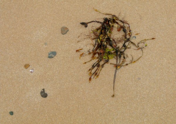 Tatum - Portrait d'une Algue échouée, sur la plage de Port-Bail sur Mer en Normandie