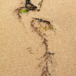 Parma - Portrait d'une Algue échouée, sur la plage de Port-Bail sur Mer en Normandie