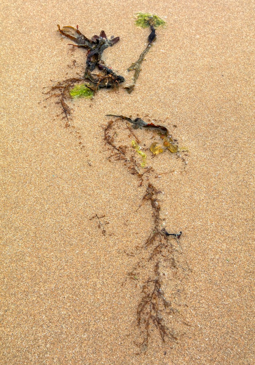 Parma - Portrait d'une Algue échouée, sur la plage de Port-Bail sur Mer en Normandie