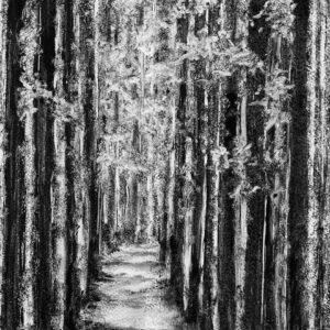 Foret de bambous - Monotype, en noir et blanc, réalisé à la manière noire