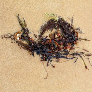 Kinsus-Portrait d'une Algue échouée, sur la plage de Port-Bail sur Mer en Normandie, dans le Cotentin