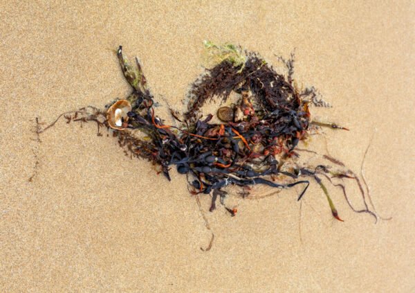 Kinsus-Portrait d'une Algue échouée, sur la plage de Port-Bail sur Mer en Normandie, dans le Cotentin